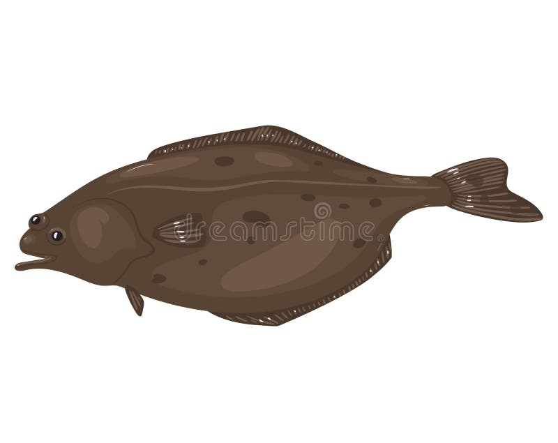 Halibut Vector Illustration, Cartoon Style Stock Vector Illustration of marinelife, spot 65160744