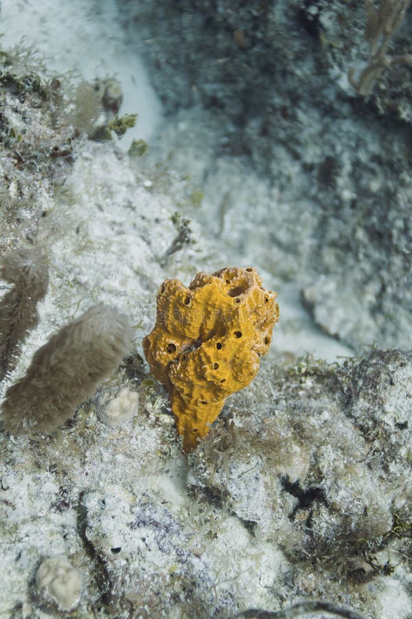 Haliclona Encrusting Blue Sponge Stock Image Image of diver, tropical