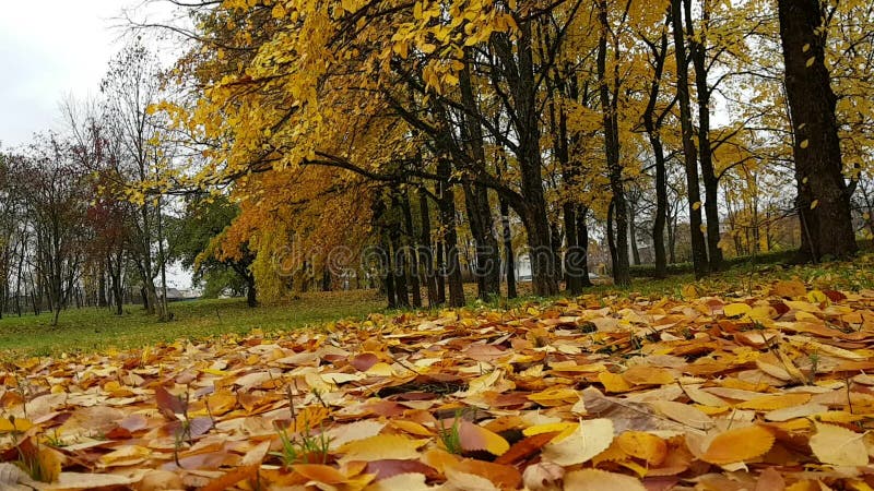 Halizna w jesień park zakrywającym spadać kolorze żółtym opuszcza