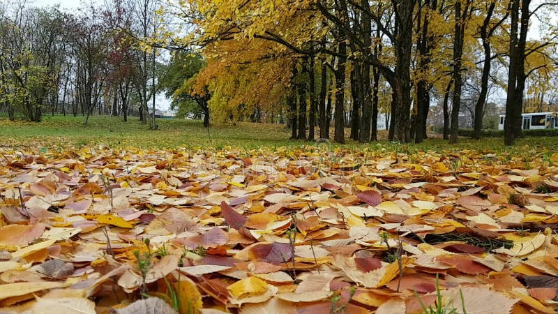 Halizna w jesień park zakrywającym spadać kolorze żółtym opuszcza