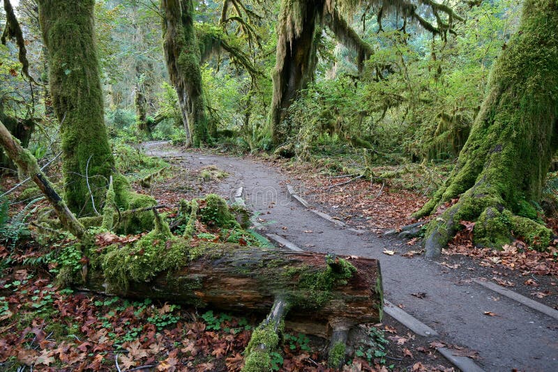 Hall of Mosses