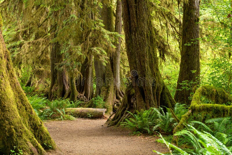 Hall of Mosses in the Hoh Rainforest of Olympic National Park