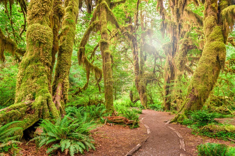 Hall of Mosses in Olympic National Park