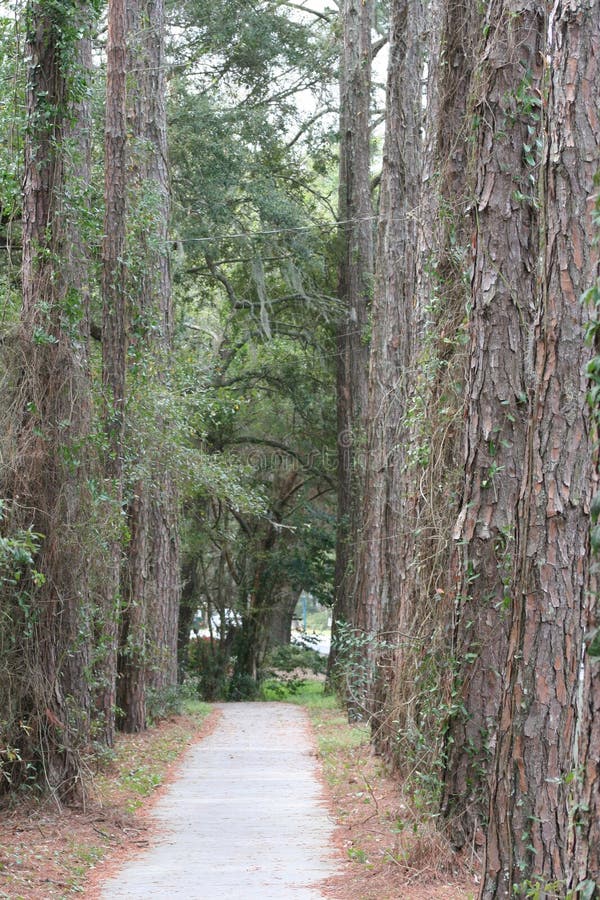 Hall of Trees stock image. Image of quest, trail, rural 577205