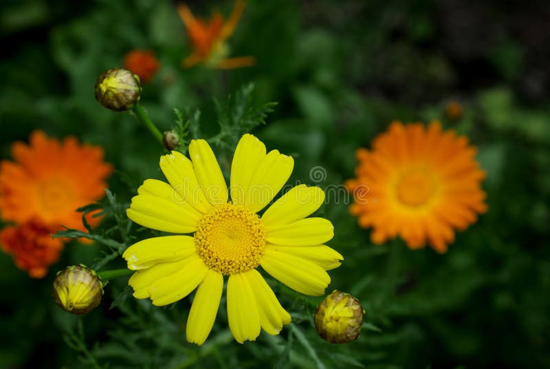 Hallon. odling av ekologiska bär fotografering för bildbyråer