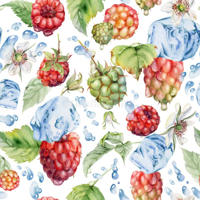 Hallonblad droppar iskuber vattenspill. Ripe sommarträdgårdsodlingens loganbär, indragen royaltyfri foto