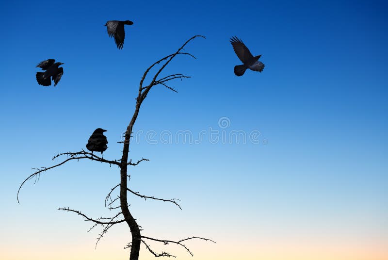 Halloween background with flying ravens