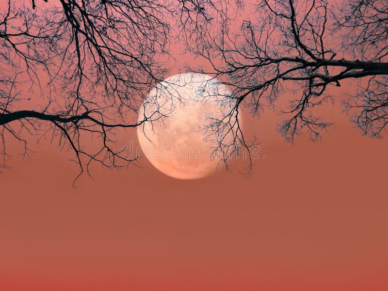 Halloween background. Spooky forest with silhouette dead trees and full moon on red sky. scary scene wallpaper with copy space for halloween background