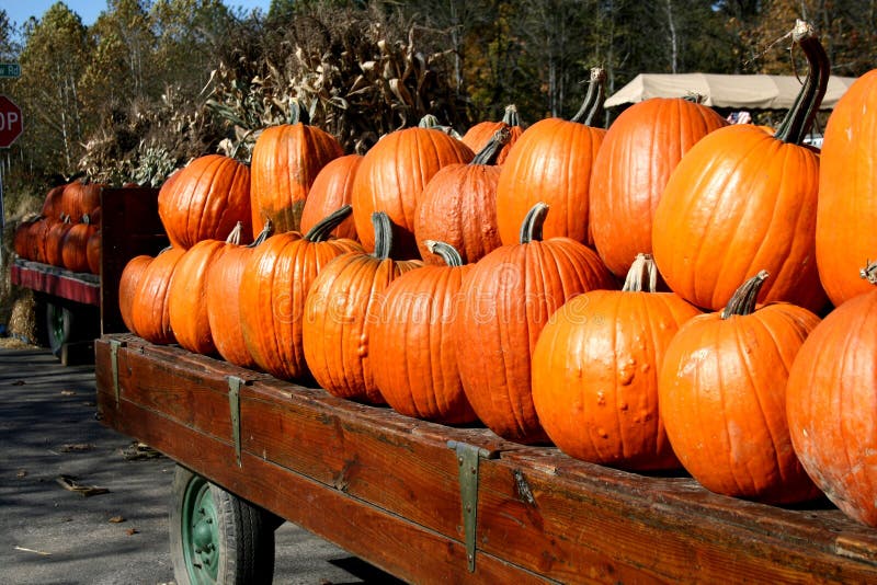 halloween banie zdjęcie royalty free halloween banie zdjęcie royalty free