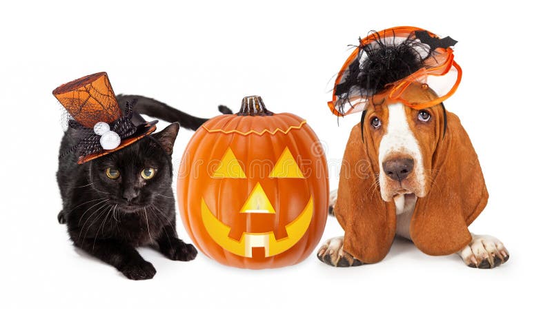 Cute black kitten and Basset Hound dog wearing funny and fancy Halloween hats laying with an illuminated jack-o-lantern pumpkin. Cute black kitten and Basset Hound dog wearing funny and fancy Halloween hats laying with an illuminated jack-o-lantern pumpkin