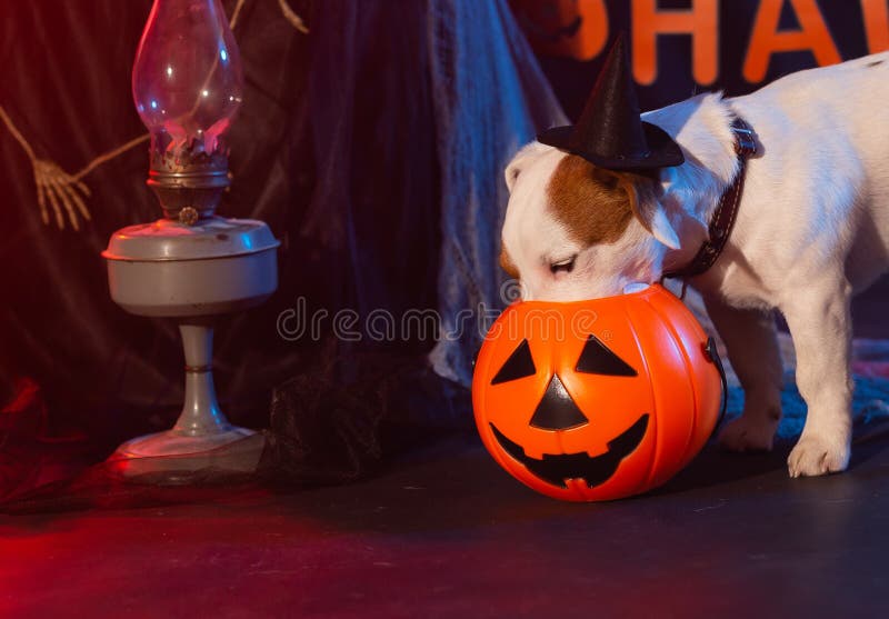 Halloween Celebration Concept. Funny Dog Eating from Halloween Pumpkin