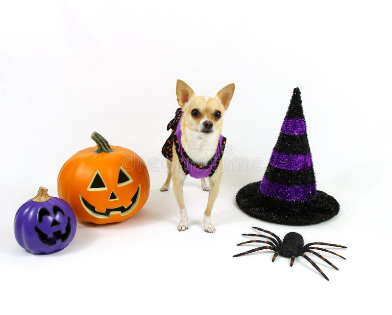 Cute chihuahua, dog, standing in front of a Halloween decorated white background. Cute chihuahua, dog, standing in front of a Halloween decorated white background