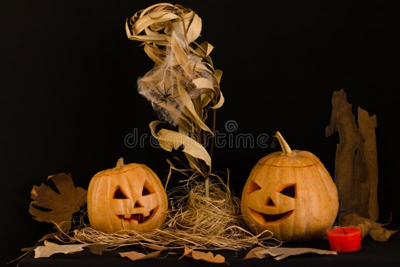 Halloween composition with two pumpkins and a dry tree branch with decorative spider web on a black background. royalty free stock photo