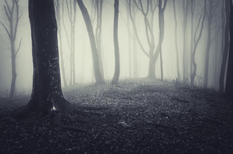 Halloween mysterious dark scary spooky forest with fog. Halloween mysterious dark scary spooky forest with fog