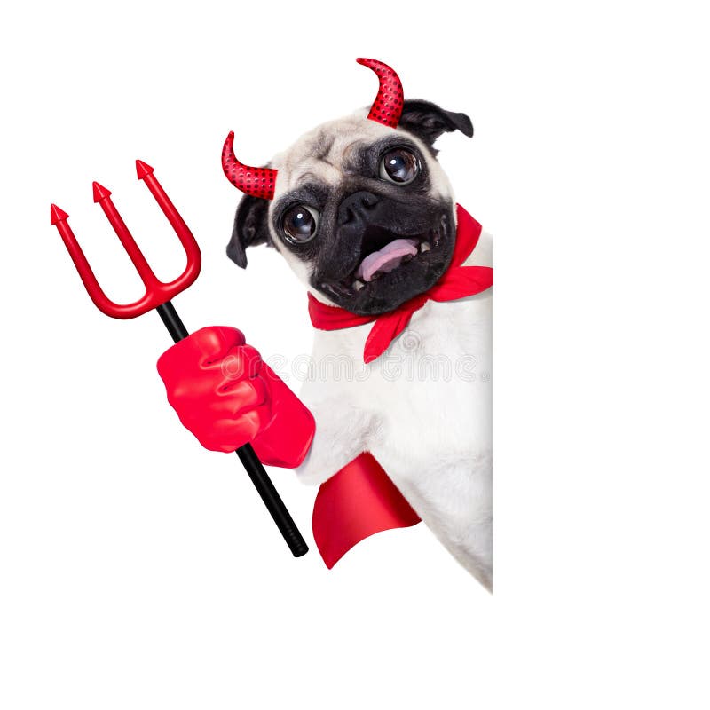 Bad Dog Halloween Devil Costume Stock Image Image of canine, tail