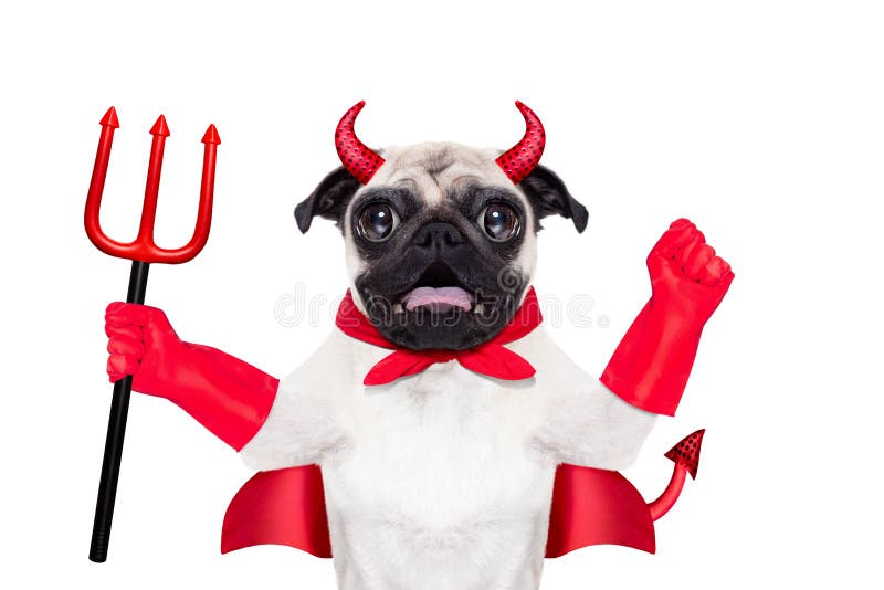 Halloween devil pug dog with red cape, isolated on white background. Halloween devil pug dog with red cape, isolated on white background