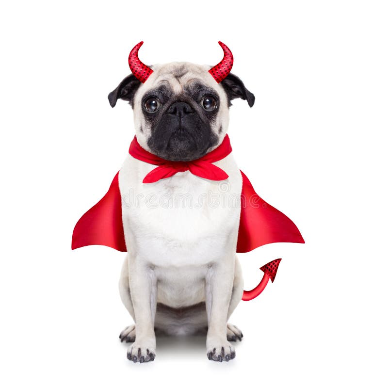 Halloween devil pug dog with red cape, isolated on white background. Halloween devil pug dog with red cape, isolated on white background