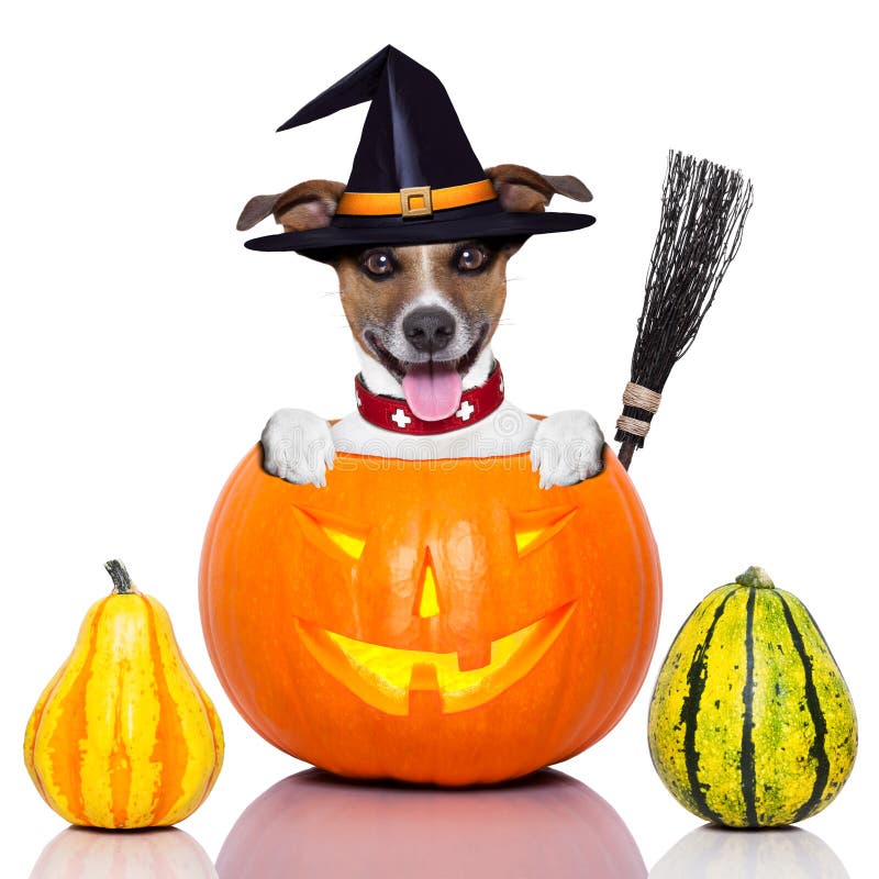 Halloween dog inside a pumpkin looking spooky with a witch broom. Halloween dog inside a pumpkin looking spooky with a witch broom