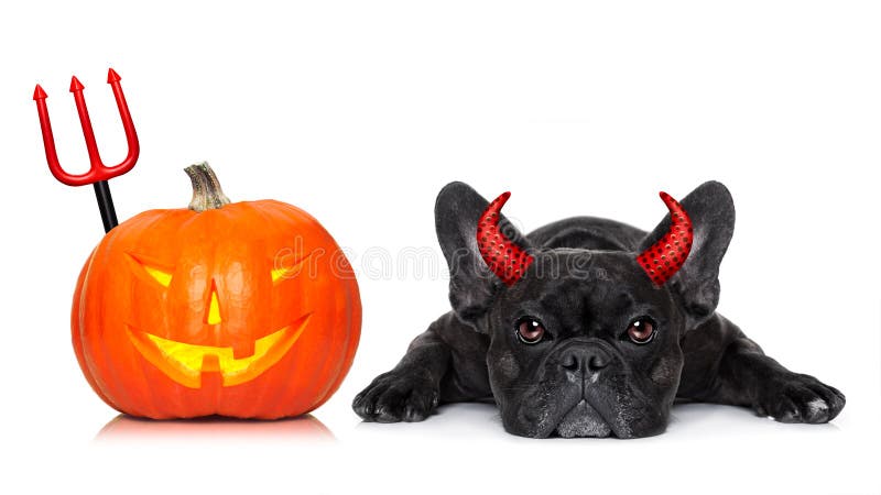 Halloween devil french bulldog dog beside a pumpkin, scared and frightened, with blank empty blackboard or placard, isolated on white background. Halloween devil french bulldog dog beside a pumpkin, scared and frightened, with blank empty blackboard or placard, isolated on white background