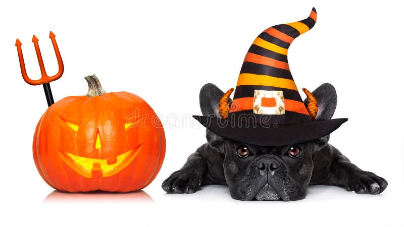 Halloween devil french bulldog dog beside a pumpkin, scared and frightened, with pumpkin, isolated on white background. Halloween devil french bulldog dog beside a pumpkin, scared and frightened, with pumpkin, isolated on white background