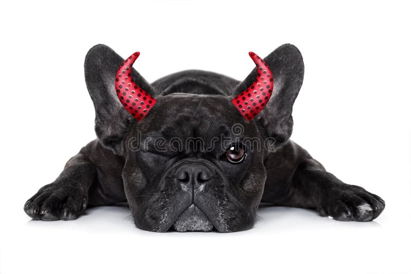 Halloween devil french bulldog dog ,scared and frightened, isolated on white background. Halloween devil french bulldog dog ,scared and frightened, isolated on white background