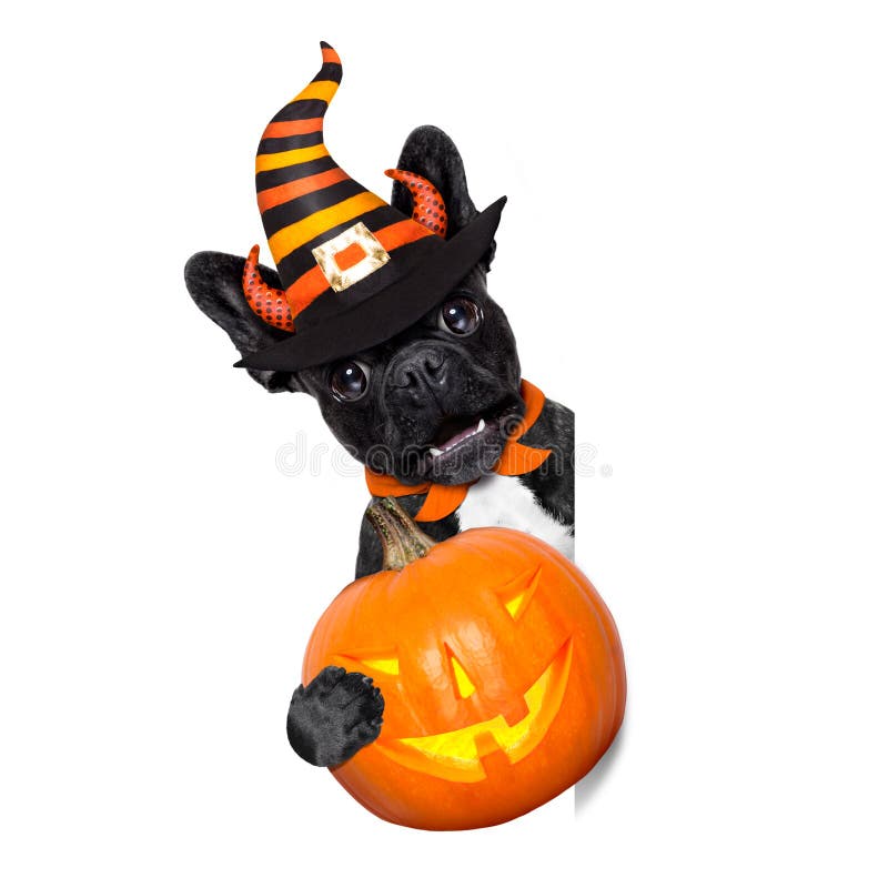 Halloween witch french bulldog dog dressed as a bad devil with red cape holding a pumpkin , side banner or placard ,isolated on white background. Halloween witch french bulldog dog dressed as a bad devil with red cape holding a pumpkin , side banner or placard ,isolated on white background