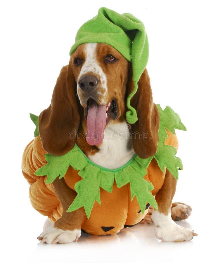 Halloween dog - basset hound pumpkin with tongue hanging out isolated on white background