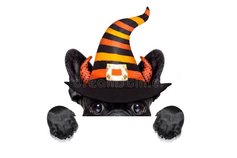 Halloween witch french bulldog dog dressed as a bad devil behind blank banner or placard, isolated on white background. Halloween witch french bulldog dog dressed as a bad devil behind blank banner or placard, isolated on white background