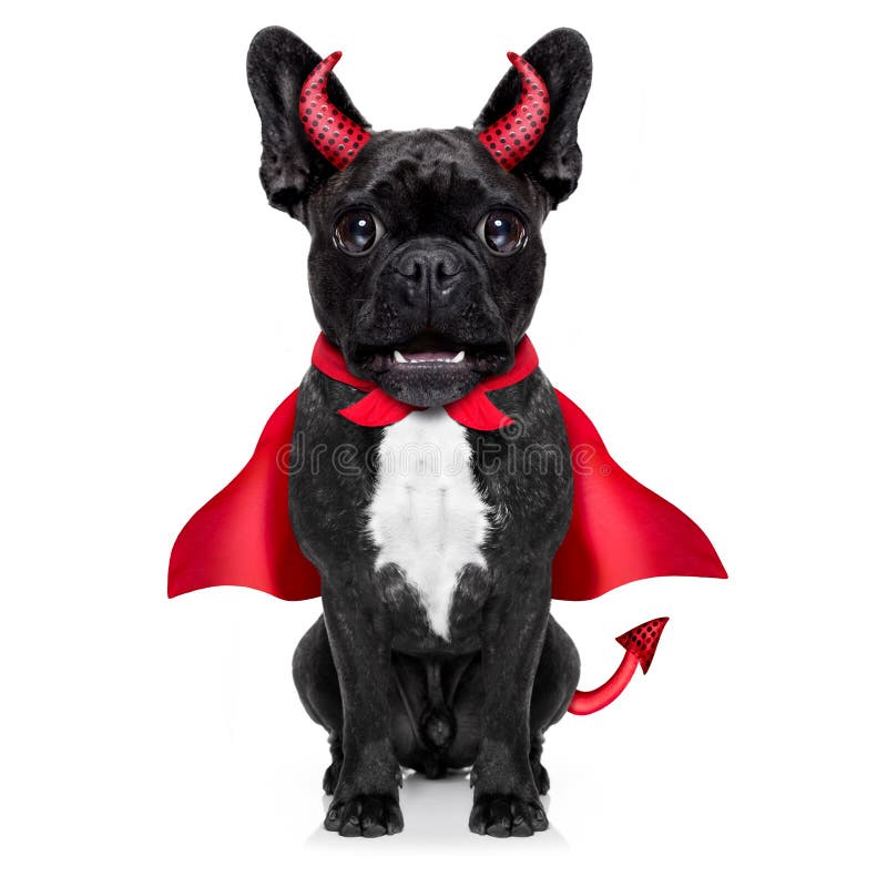 Halloween witch french bulldog dog dressed as a bad devil with red cape , isolated on white background. Halloween witch french bulldog dog dressed as a bad devil with red cape , isolated on white background