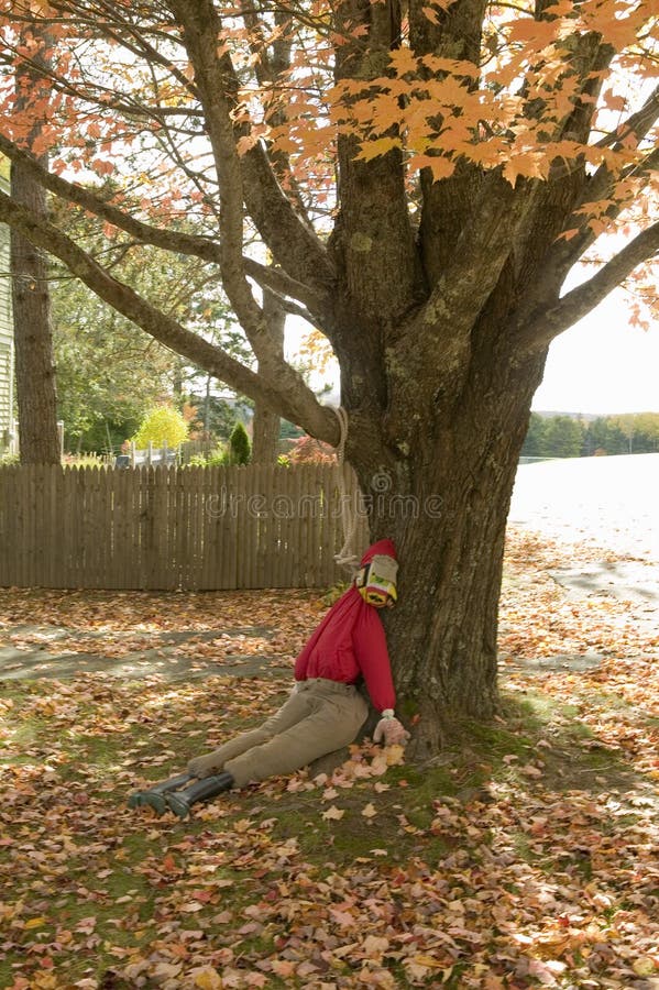 Halloween dummy lynched from autumn colored tree in Acadia National Park, Maine stock image Halloween dummy lynched from autumn colored tree in Acadia National Park, Maine stock image
