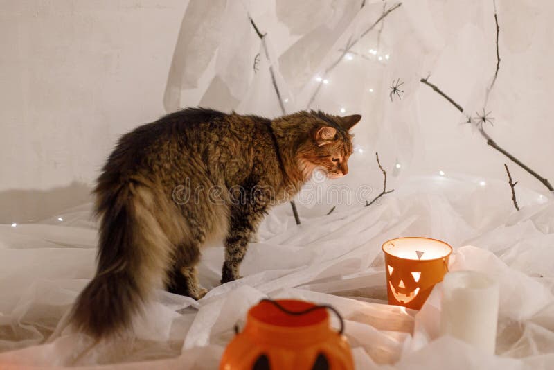 Halloween felice! gatto carino da tavola che cammina a jack o lantern candy bucket sullo sfondo di pipistrelli fantasma e candela immagine stock