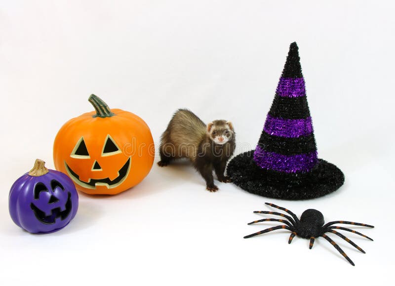 Cute ferret standing in front of a Halloween decorated white background. Cute ferret standing in front of a Halloween decorated white background