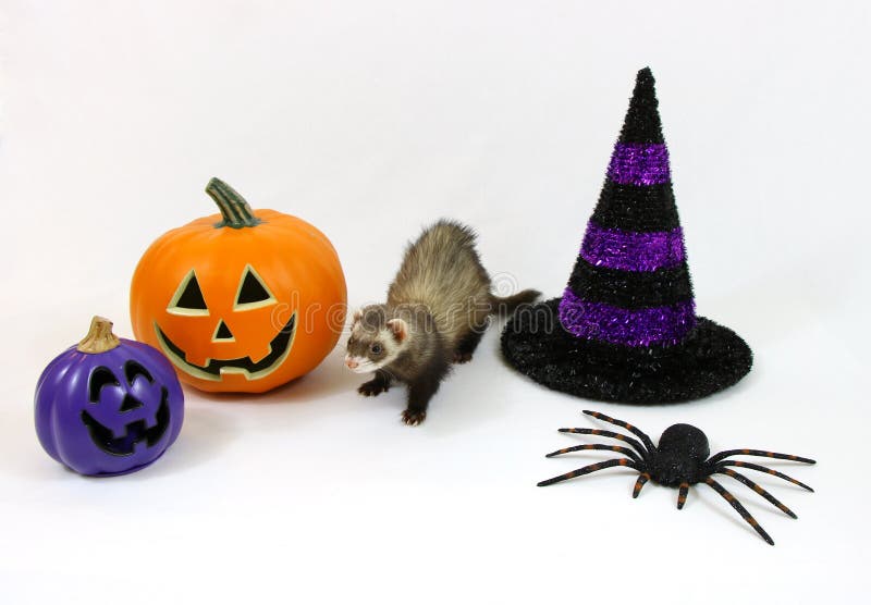 Cute ferret standing in front of a Halloween decorated white background. Cute ferret standing in front of a Halloween decorated white background