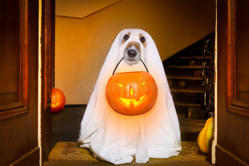 Dog sit as a ghost for halloween in front of the door at home entrance with pumpkin lantern or light , scary and spooky. Dog sit as a ghost for halloween in front of the door at home entrance with pumpkin lantern or light , scary and spooky