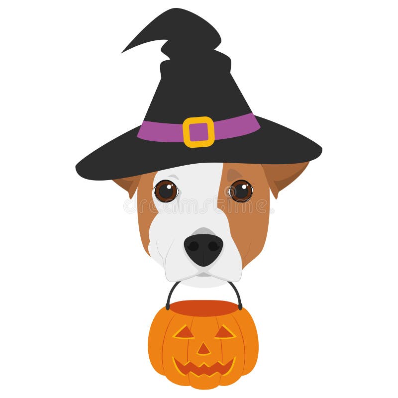 Halloween greeting card. Jack Russell dog dressed as a witch with black hat and a pumpkin in the mouth