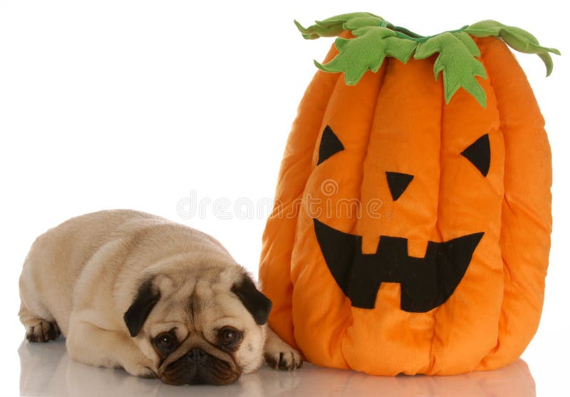 HalloweenHund stockfoto. Bild von kürbis, schnitt, kitz 11075016