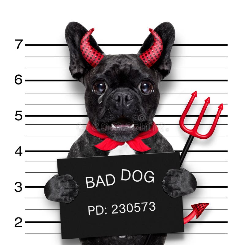 Halloween devil pug dog crying in a mugshot, caught on with photo camera, in police station jail. Halloween devil pug dog crying in a mugshot, caught on with photo camera, in police station jail