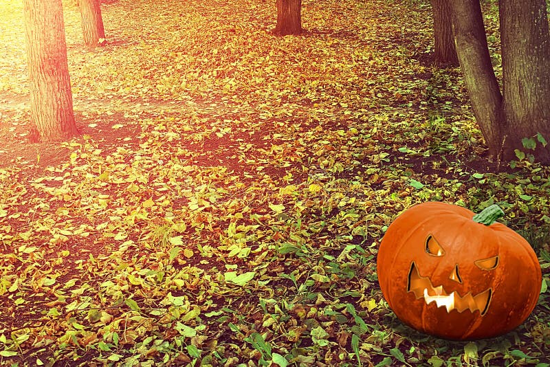 Halloween Mystical Jack O. Pumpkin lantern in a foggy forest. Spooky Halloween Poster. Halloween background wallpaper with pumpkin jack lantern.