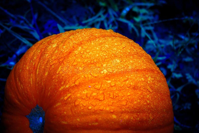 Halloween od tła blasku księżyca uwagi Rozjarzona bania w blasku księżyca nignt Zmroku - błękitny i pomarańczowy Halloween projek obrazy stock