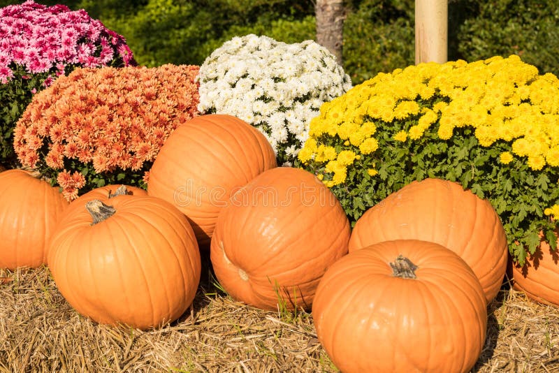  Halloween  Orange  Pumpkin  With Flower Stock Image Image 