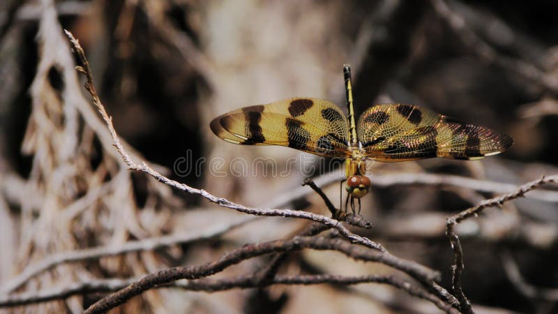 The Halloween Pennant