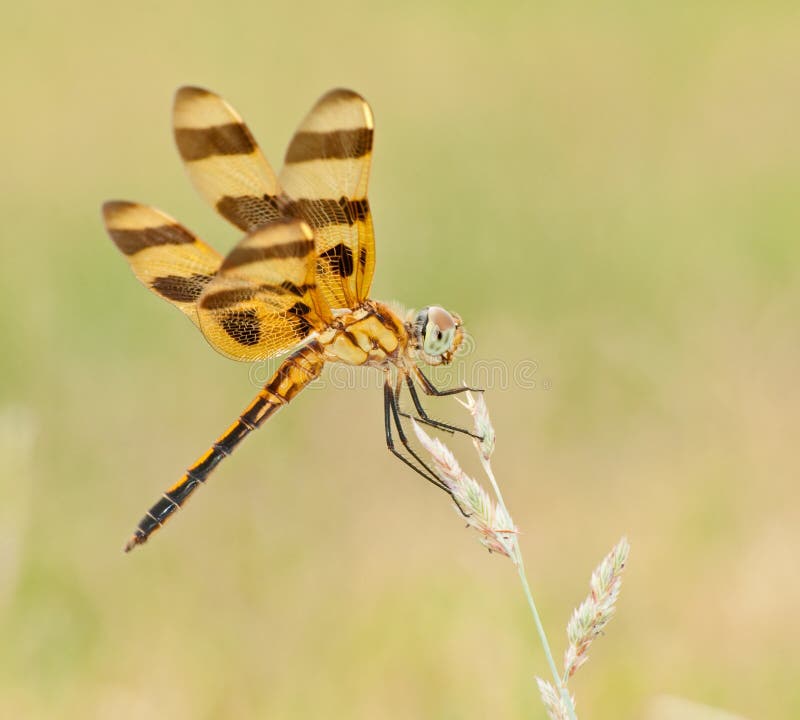 Halloween Pennant, Celithemis eponina