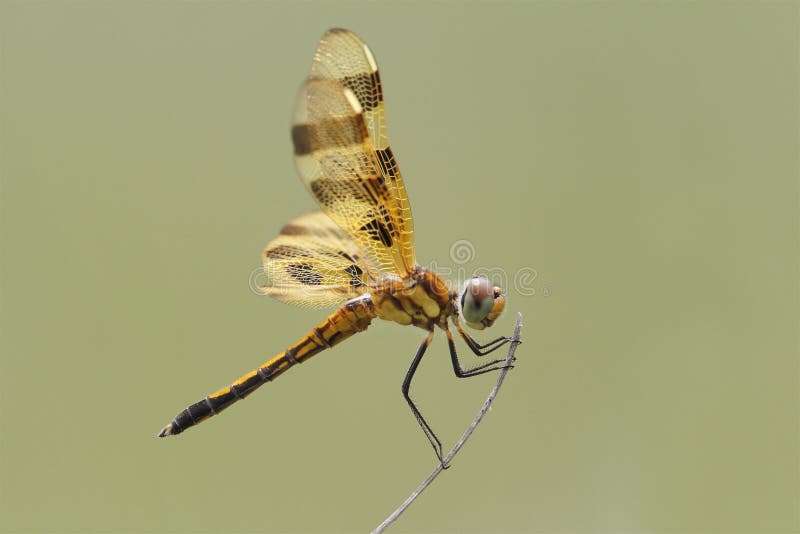 Halloween Pennant