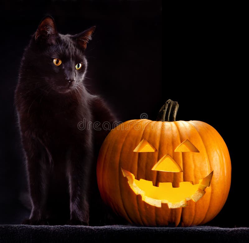 Halloween pumpkin head and black cat scary spooky and creepy horror holliday superstition evil animal and jack lantern