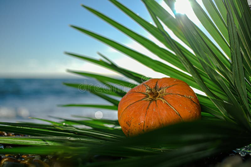 Halloween pumpkin on a palm leaf on the wet stones of the sea coast. the symbol of the harvest