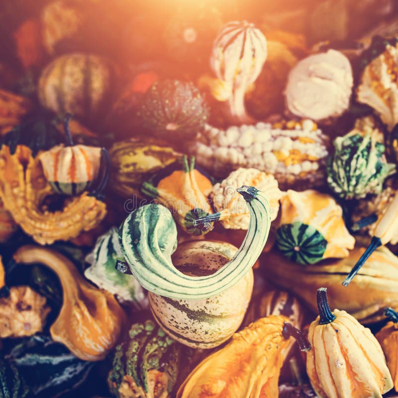 Halloween pumpkin, squash background stock photography