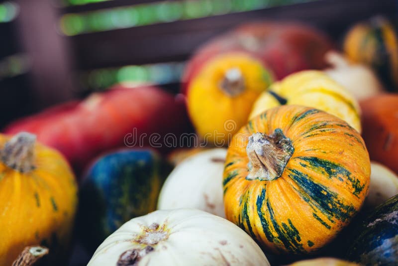 Halloween pumpkin, squash background stock image