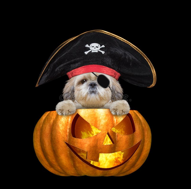 Halloween pumpkin witch cute shitzu dog in pirate costume - isolated on black royalty free stock photography Halloween pumpkin witch cute shitzu dog in pirate costume - isolated on black royalty free stock photography