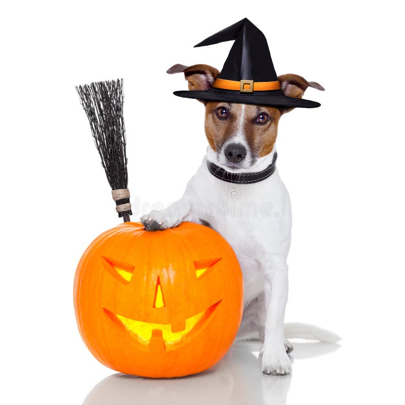 Halloween pumpkin witch dog with a broom