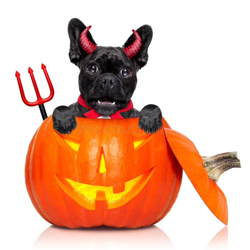 Halloween Pumpkin Witch Dog Stock Photo - Image of fear, creepy: 26983522